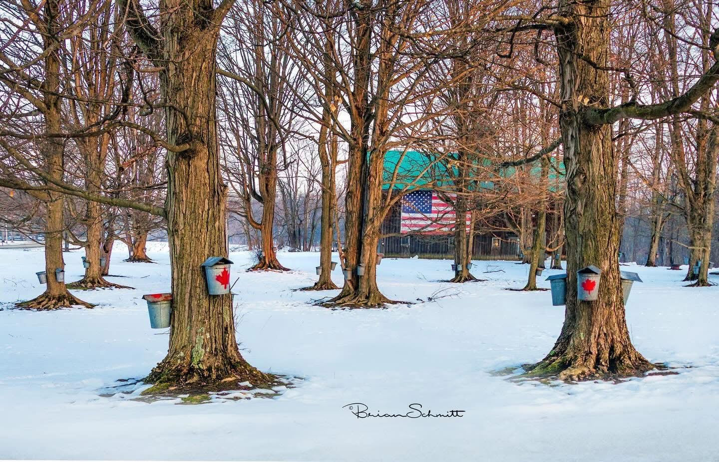 Local Pure Maple Syrup (16. fluid oz) - Simple Life Amish Store