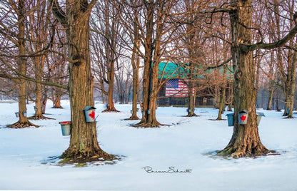 Local Pure Maple Syrup (16. fluid oz) - Simple Life Amish Store